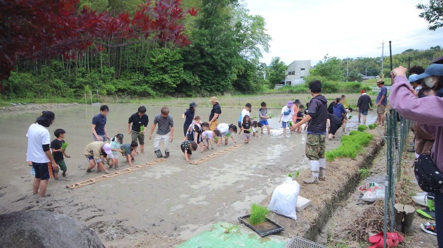 田植え農業体験