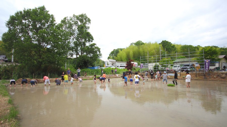 田植えする様子