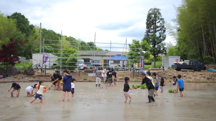 田植えをする様子