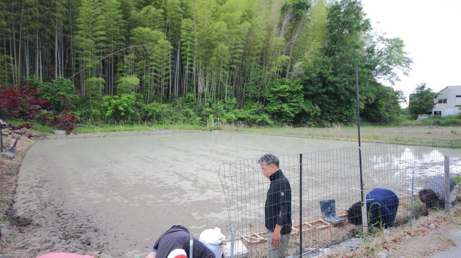 田植えが完了した田んぼ